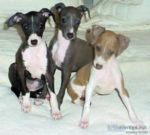 Well trained Italian Greyhound puppies