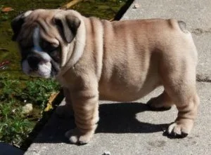 Excellent English Bulldog Puppies