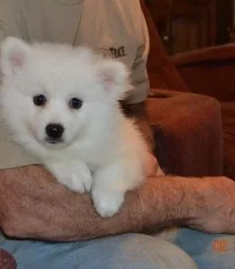 3 beautiful American Eskimo (Dog) puppies.