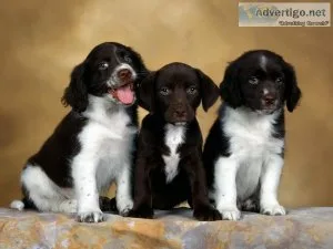 Perfect English Springer Spaniel Puppies ready