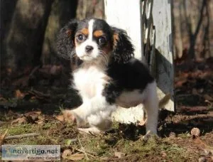 Beautiful Cavalier King Charles Spaniel puppies