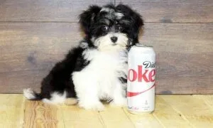 Super Socialized Havanese Puppies