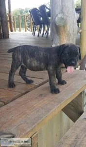 Home raised Cane Corso Italiano Puppies