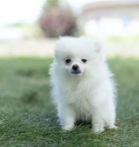Home Raised Pomeranian puppies