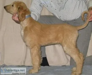 Lovely Afghan Hound puppies ready