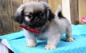 Home raised Pekingese puppies