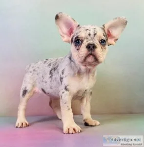 Pearl Female AKC French Bulldog  PET ONLY
