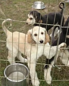 Beautiful Afghan Hound Puppies  ready
