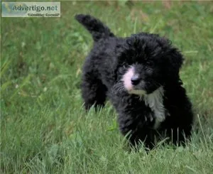 Healthy litter of Bernesedoodle puppies available