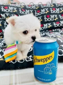 Maltese puppies.