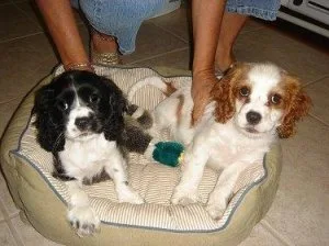 Male and female Cockalier Puppies for sale.