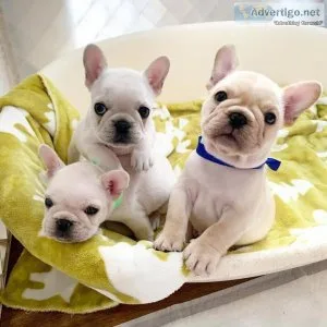 Top Healthy French Bulldog puppies