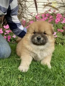 Chow Chow Puppies for Sale