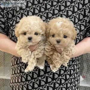 Gorgeous Toy Poodle Puppies