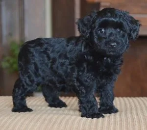 Adorable Schnoodle puppies 3 boys and 2 girls