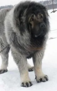 Dogs for sale