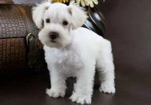 Home raised Miniature Schnauzer Puppies