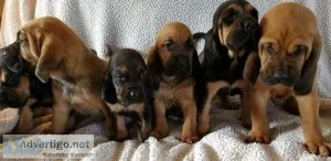Gorgeous Bloodhound Puppies for lovely homes..