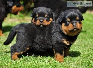 Beautiful Rottweiler.