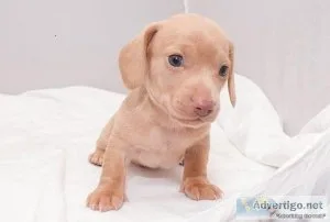 Dachshund Puppies for sale