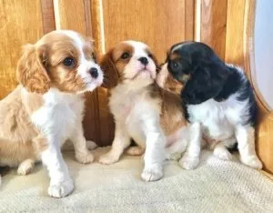 cavalier king charles puppys for sale.