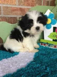 Well Socialized Mal Shi Puppies.