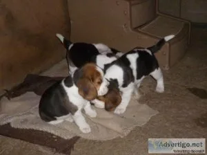 Nice calm  Beagle.