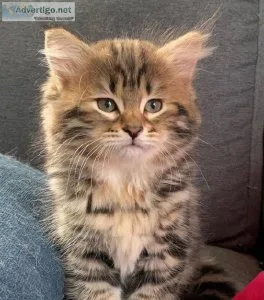 Cute Siberian Kitten - 1 2067457270