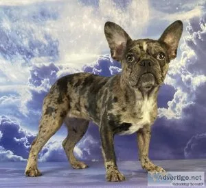 Lulu Female Frenchton