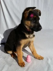 Well Socialized German Shepherd (Dog) puppies