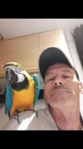 Bonded paired Blue and Gold Macaws available