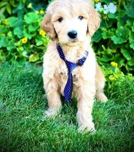 Males and females Golden Doodle puppies
