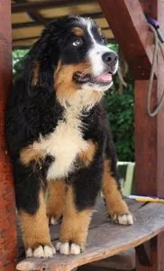 Home raised Bernese Mountain (Dog) puppies