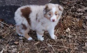 Beautiful Australian Shepherds puppies
