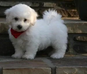 Beautiful Bichon Frisee Puppies
