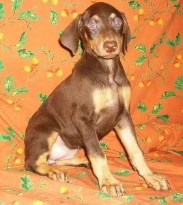 Healthy Doberman Pinscher puppies