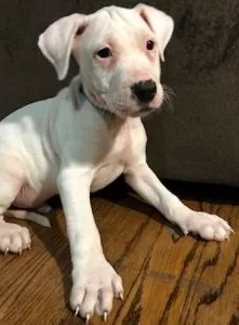Very Cute American Pit Bull Terrier Puppies