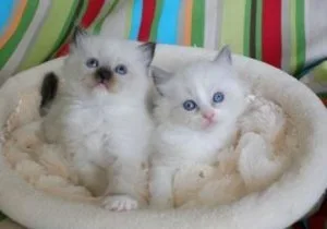 Beautiful pure Ragdoll kittens