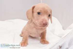 Dachshund puppies for sale