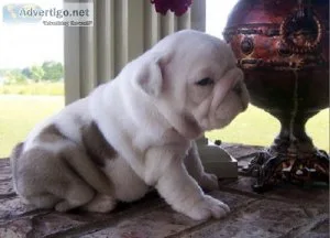 English Bulldog puppies.