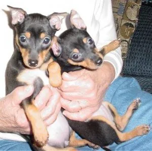 Top Carlin Pinscher puppies