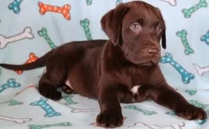 Well Socialized Labrador Retriever puppies
