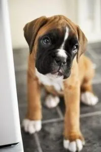 Astonished Boxer puppies.