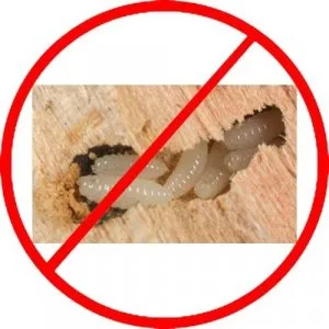 Wood borer control service in hyderabad