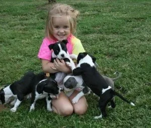 House Raised American Staffordshire Terrier Puppies.