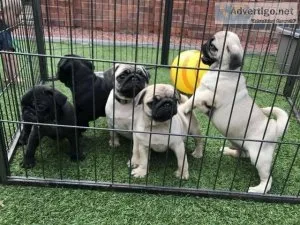 Beautiful Pug Puppies ready