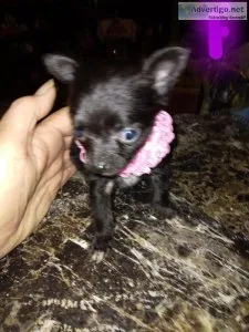 Ckc registered miniature chihuahua puppies