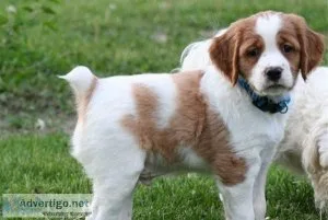 Amazing Brittany Spaniel puppies available