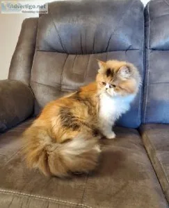 Adult Calico Persian CFA