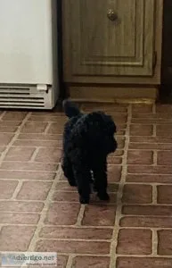 AKC TOY POODLES